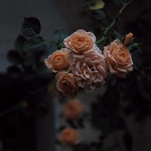 黄瓜视频♥成人app♥i
